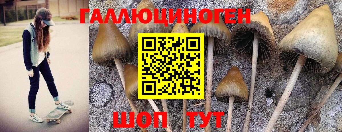 сколько стоит  Псилоцибиновые грибы GOLDEN TEACHER  Вход с VPN  Киров 